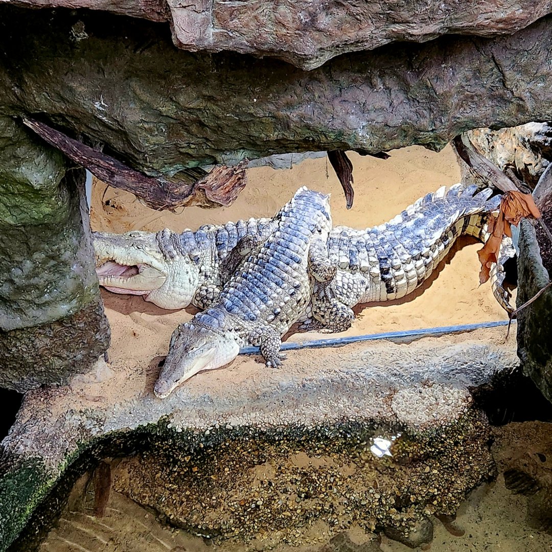 Orinoco Crocodiles (Crocodylus intermedius)