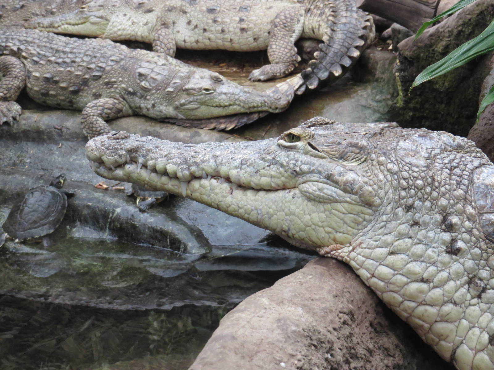 Orinoco crocodiles, June 2015.