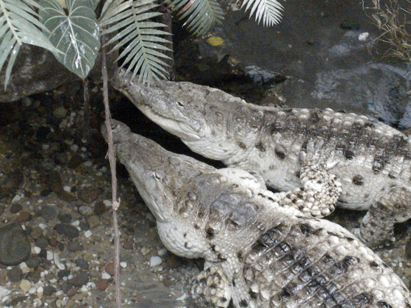 Orinoco Crocodiles