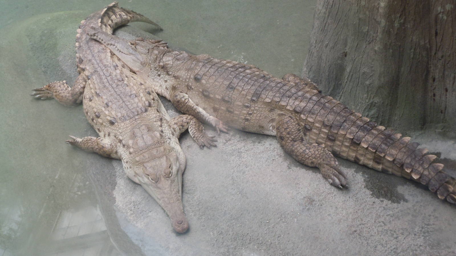 Orinoco Crocodiles