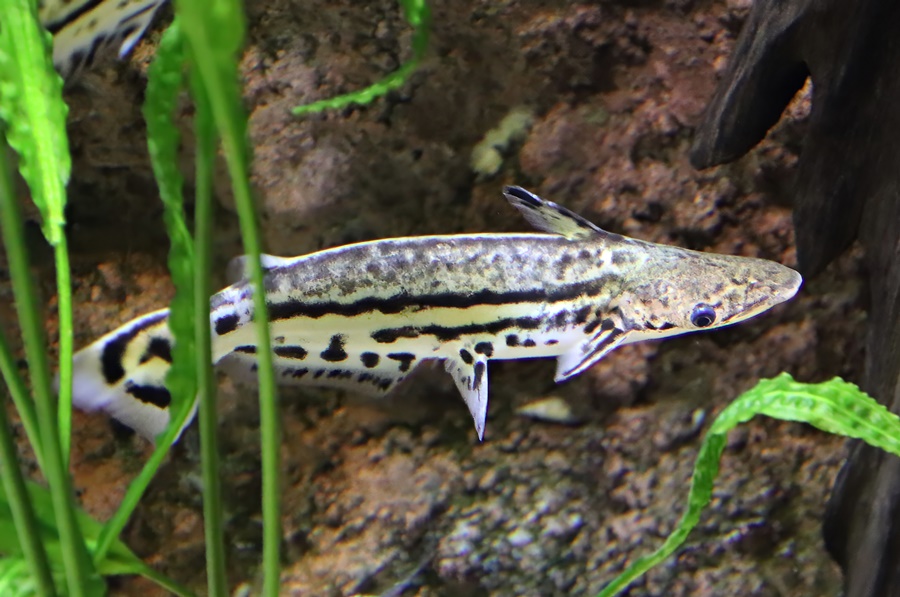 Orinoco dolphin catfish (Ageneiosus magoi)