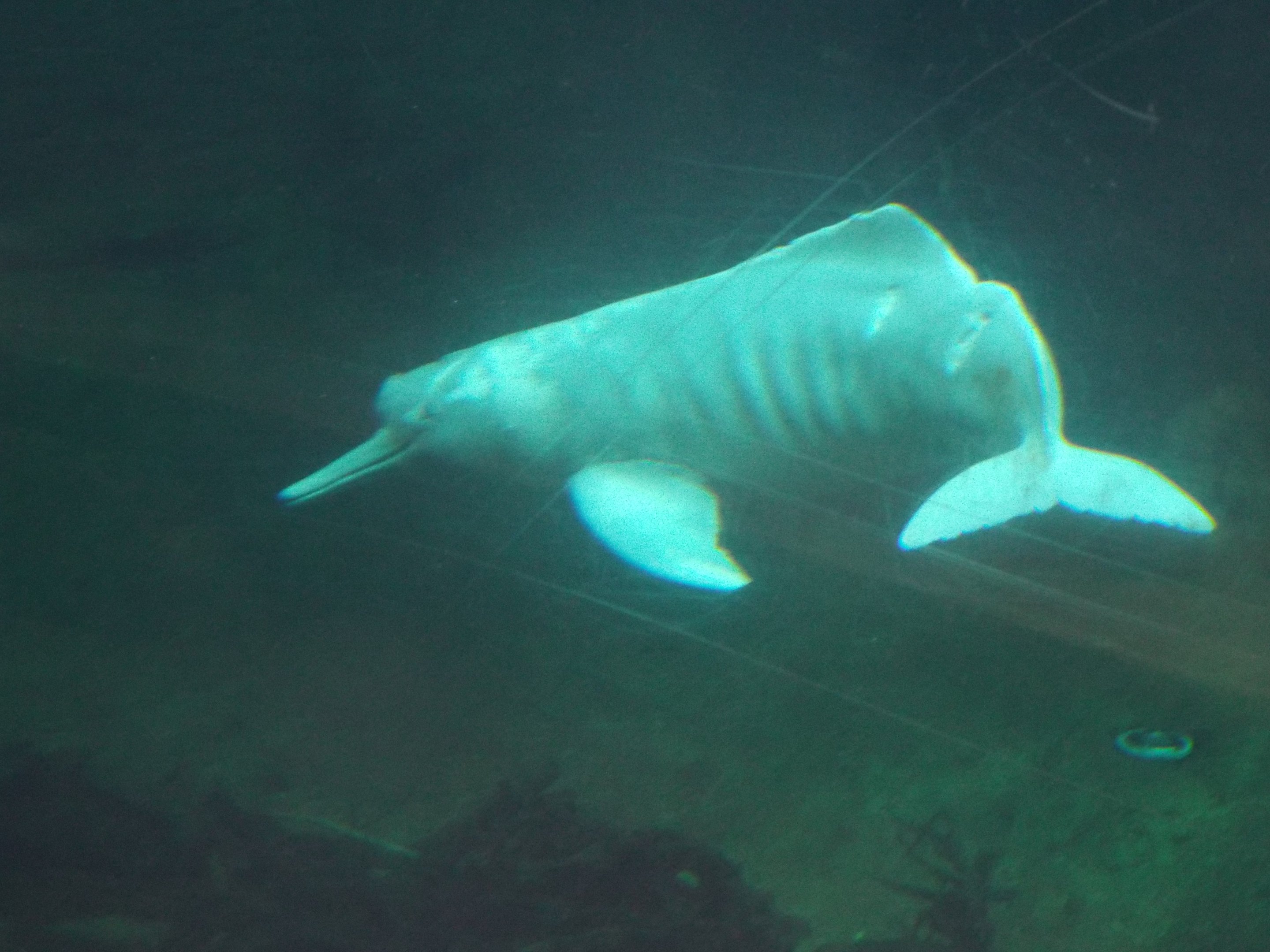 Orinoco dolphin (Inia geoffrensis humboldtiana) at Zoo Duisburg - February 6th 2018