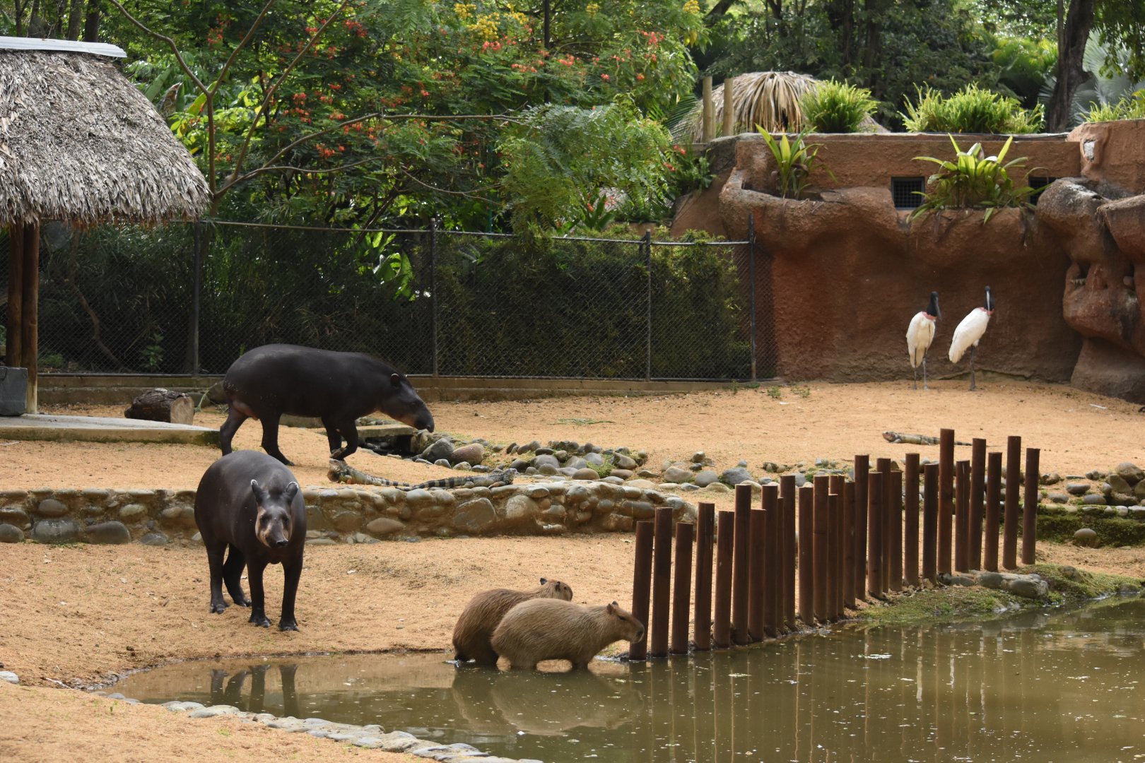 Orinoco exhibit - Lowland tapir, Capybara & Jabiru
