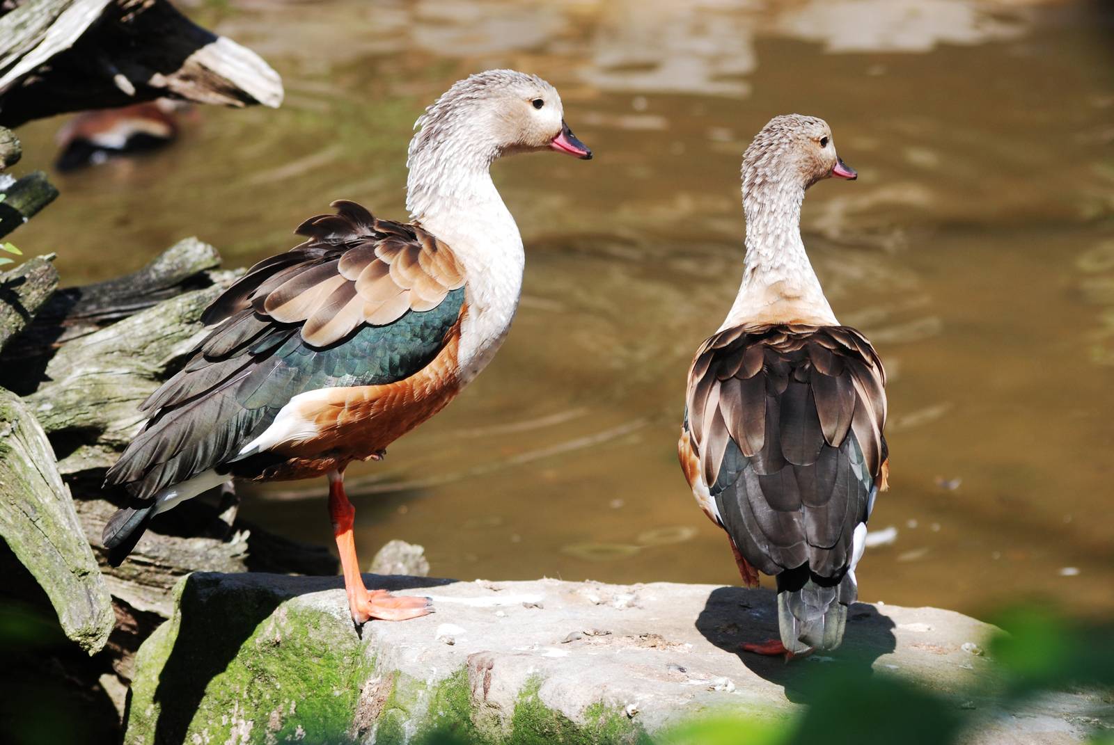 Orinoco Geese at Blackpool, 25/07/15