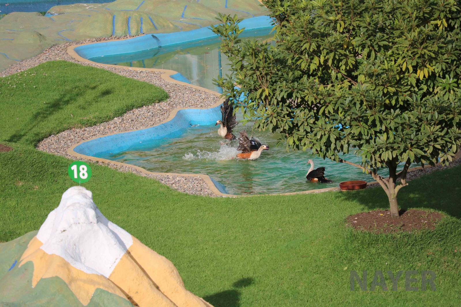 Orinoco geese, March 2016