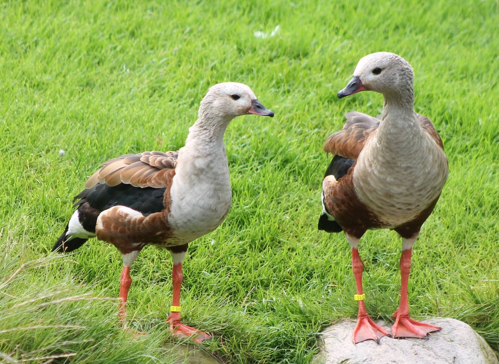 Orinoco geese