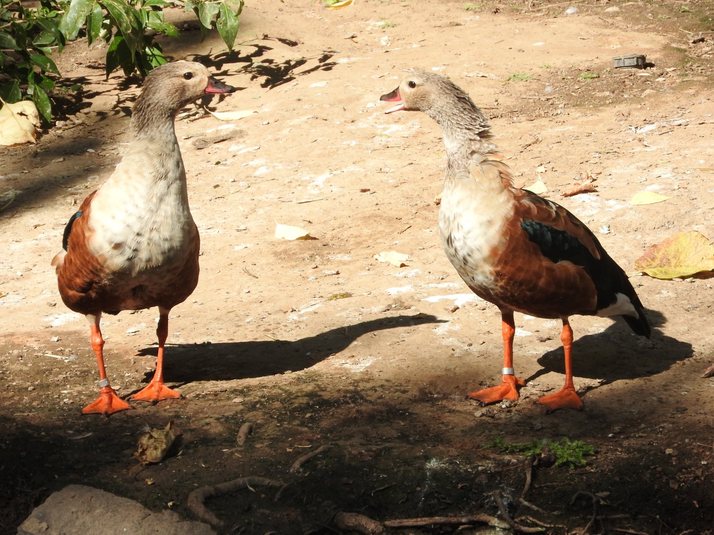 Orinoco Geese