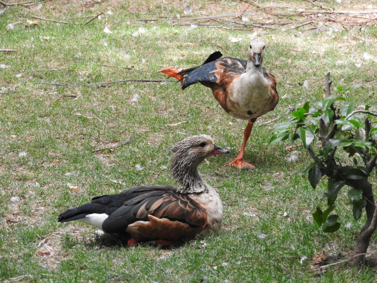 Orinoco Geese