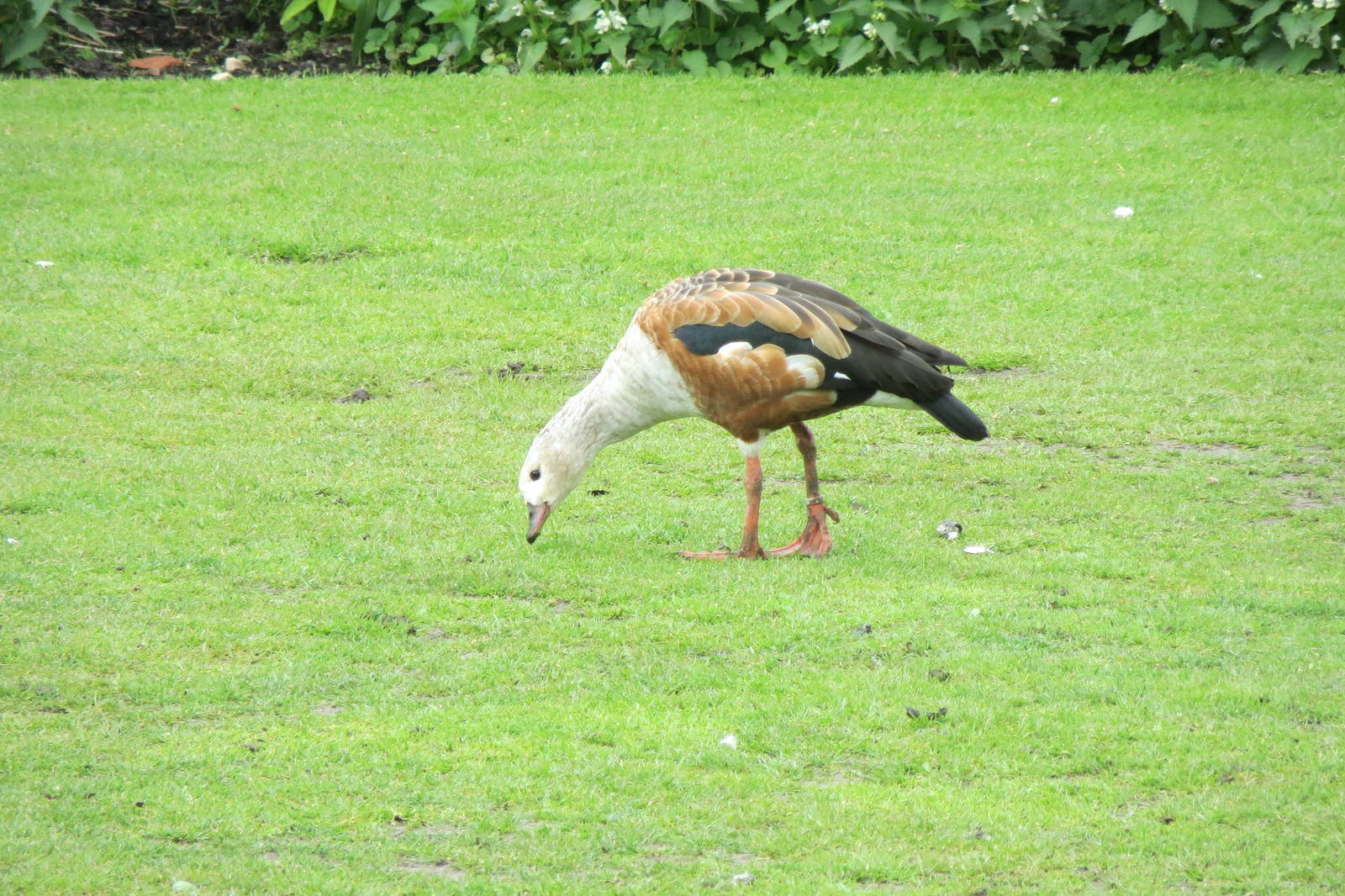 Orinoco Goose 090515