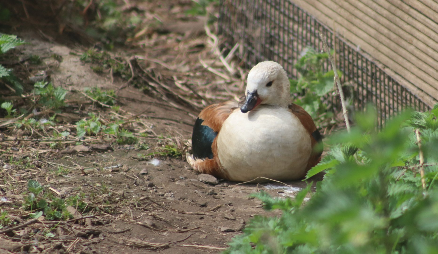 Orinoco goose - 20 April 2022