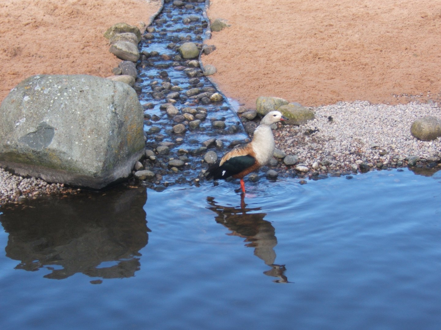Orinoco Goose 26/03/2019