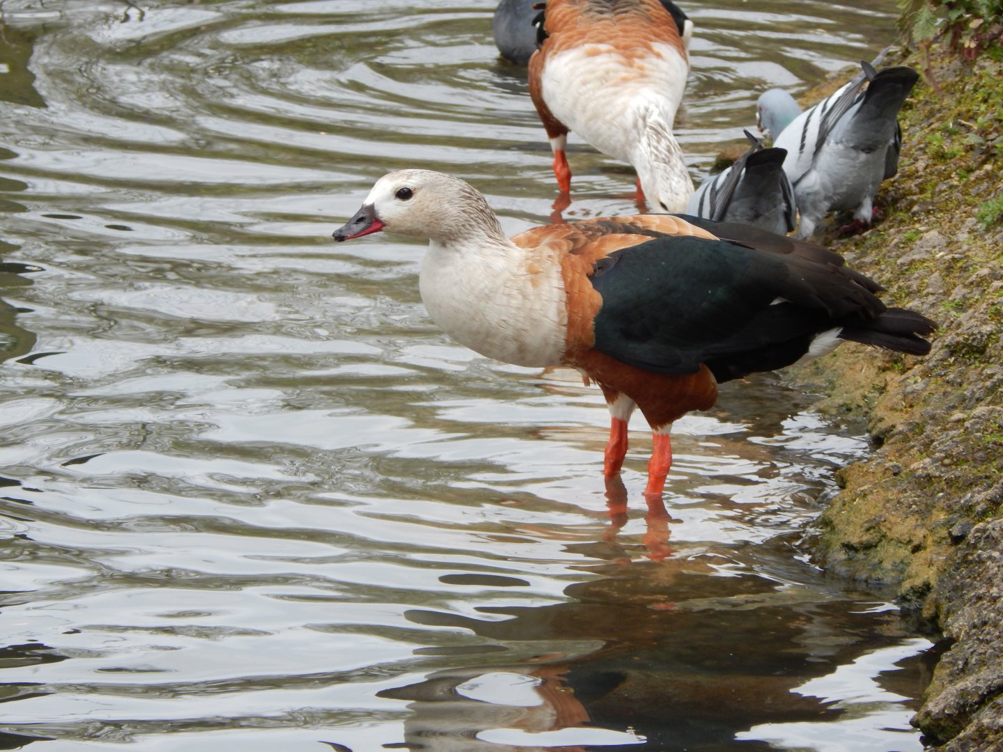 Orinoco goose 290422