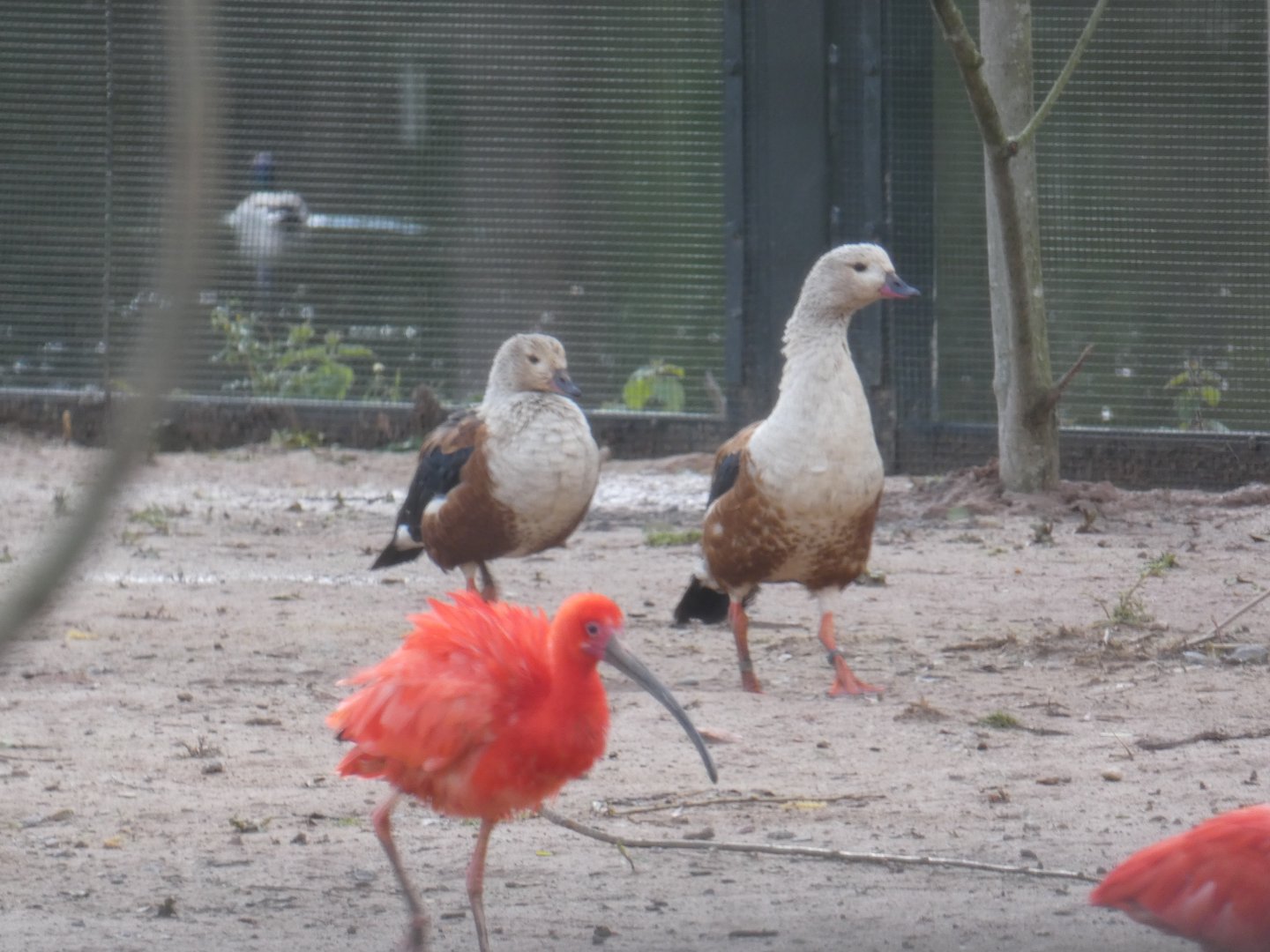 Orinoco goose and Scarlet ibis