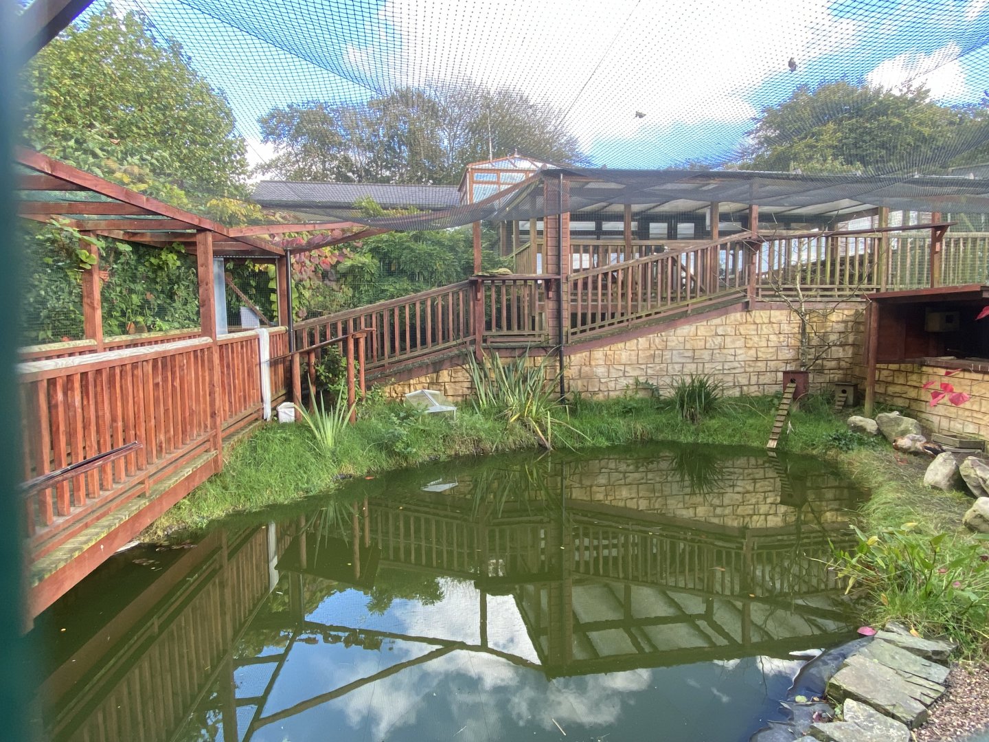 Orinoco goose aviary 141023