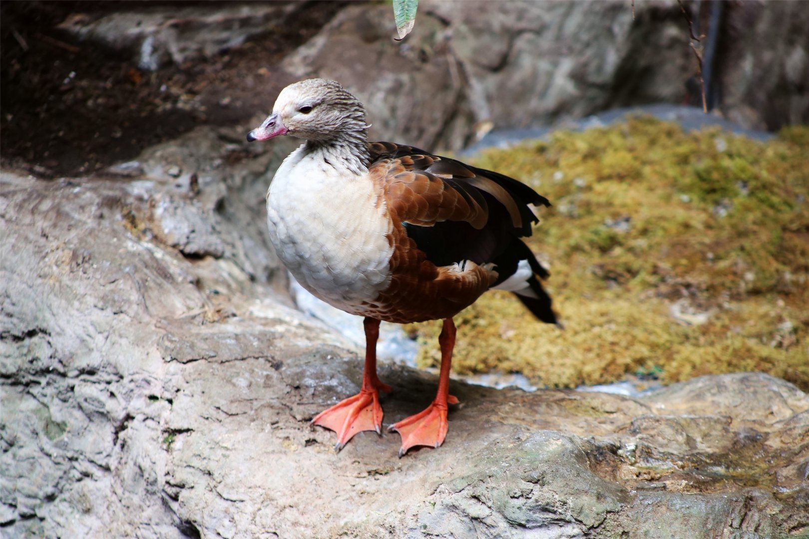 Orinoco goose (Neochen jubata)