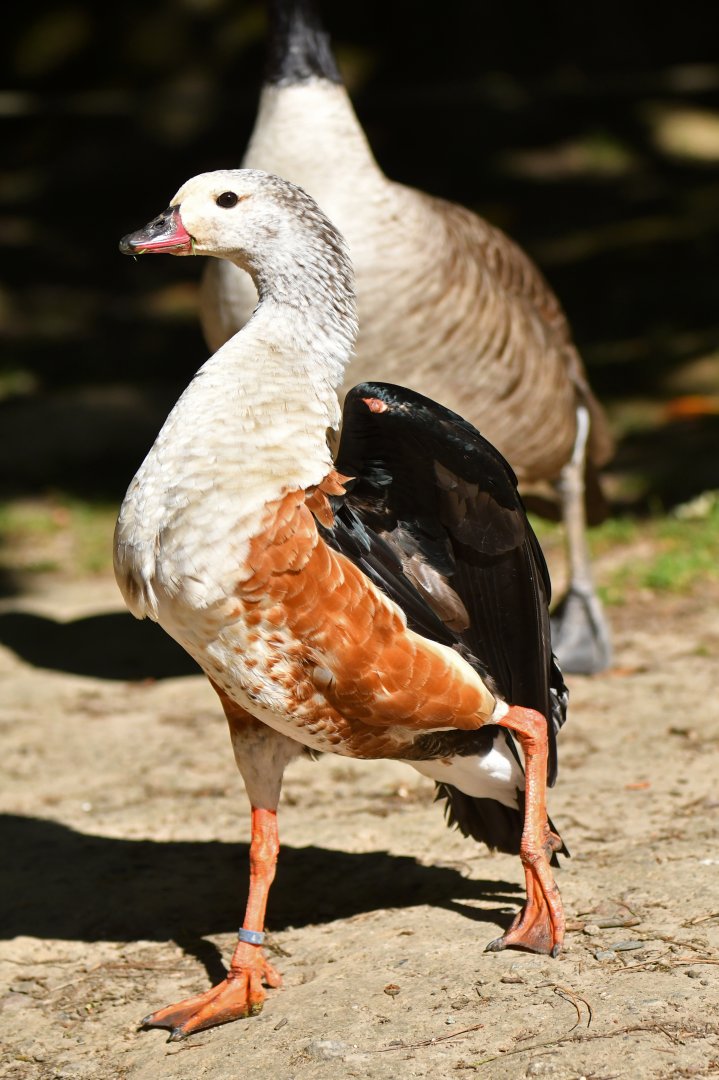 Orinoco goose (Neochen jubata)