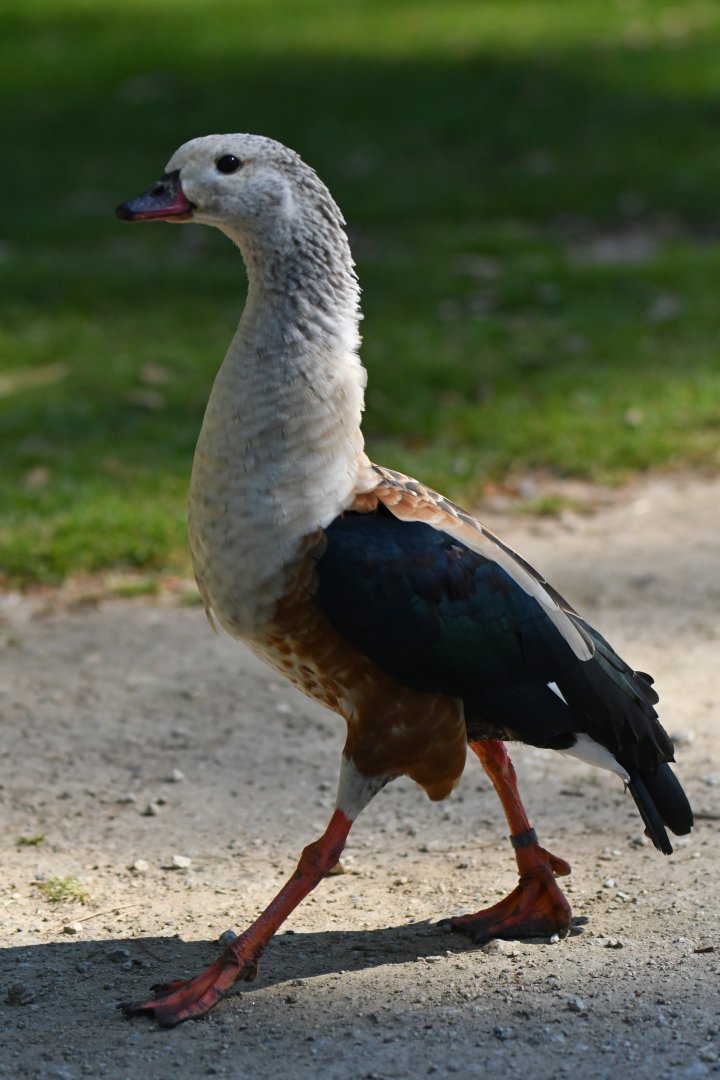 Orinoco goose (Neochen jubata)