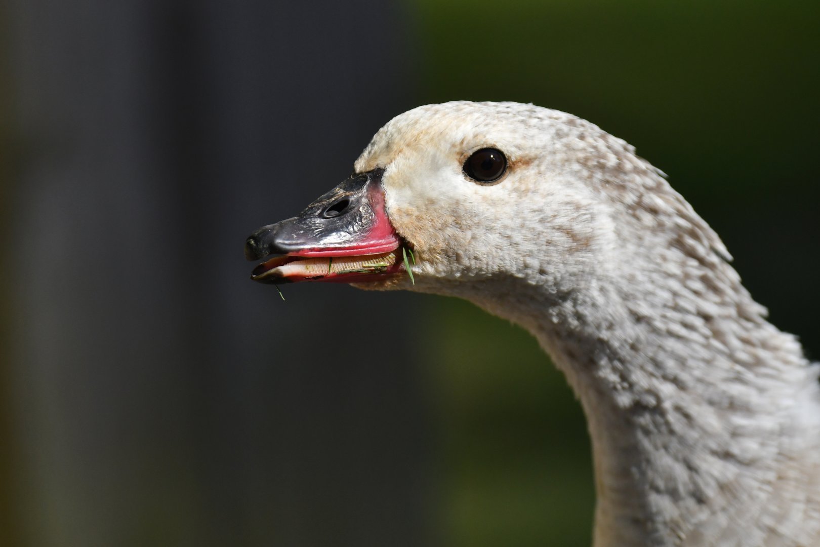Orinoco goose (Neochen jubata)