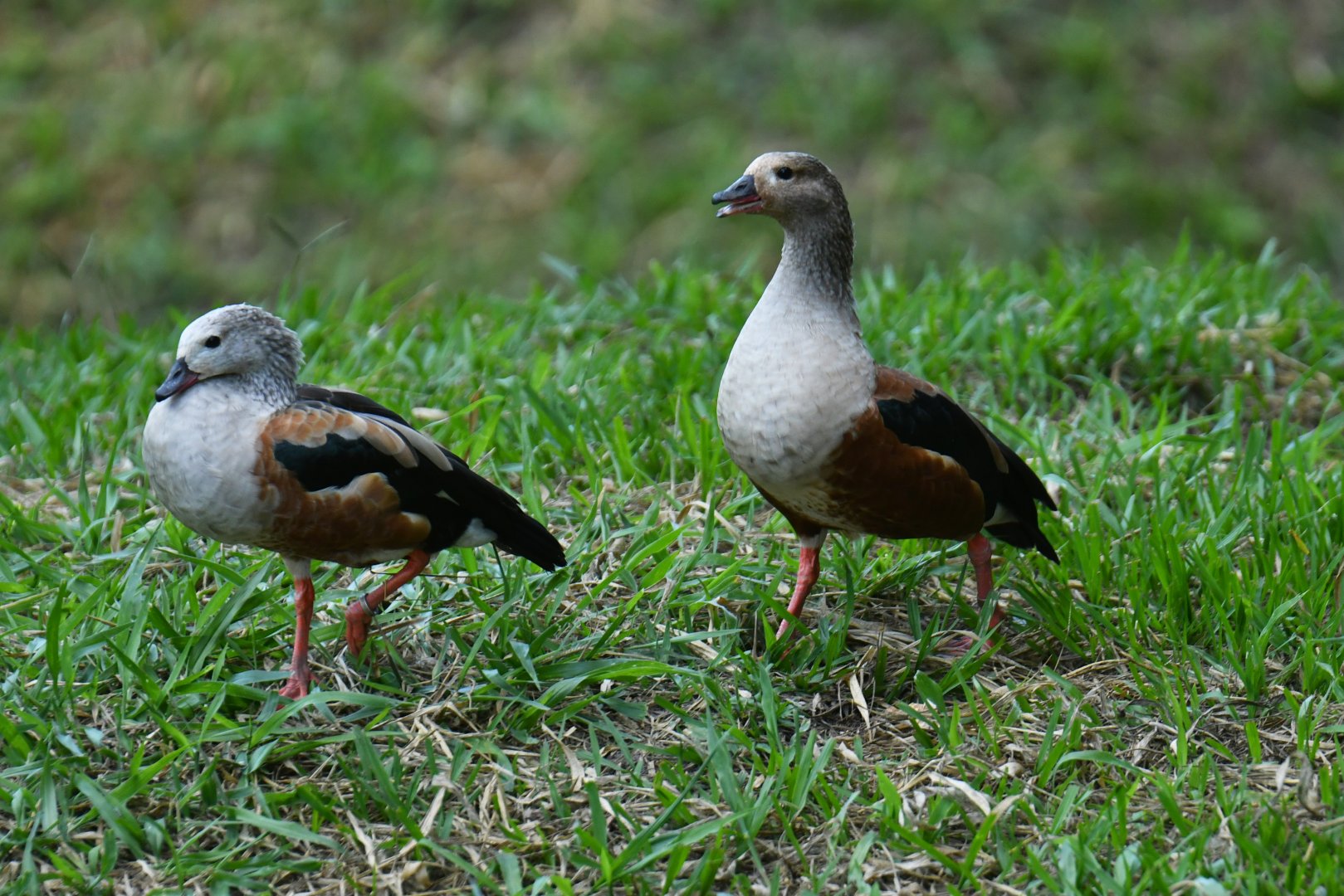 Orinoco Goose Neochen jubata