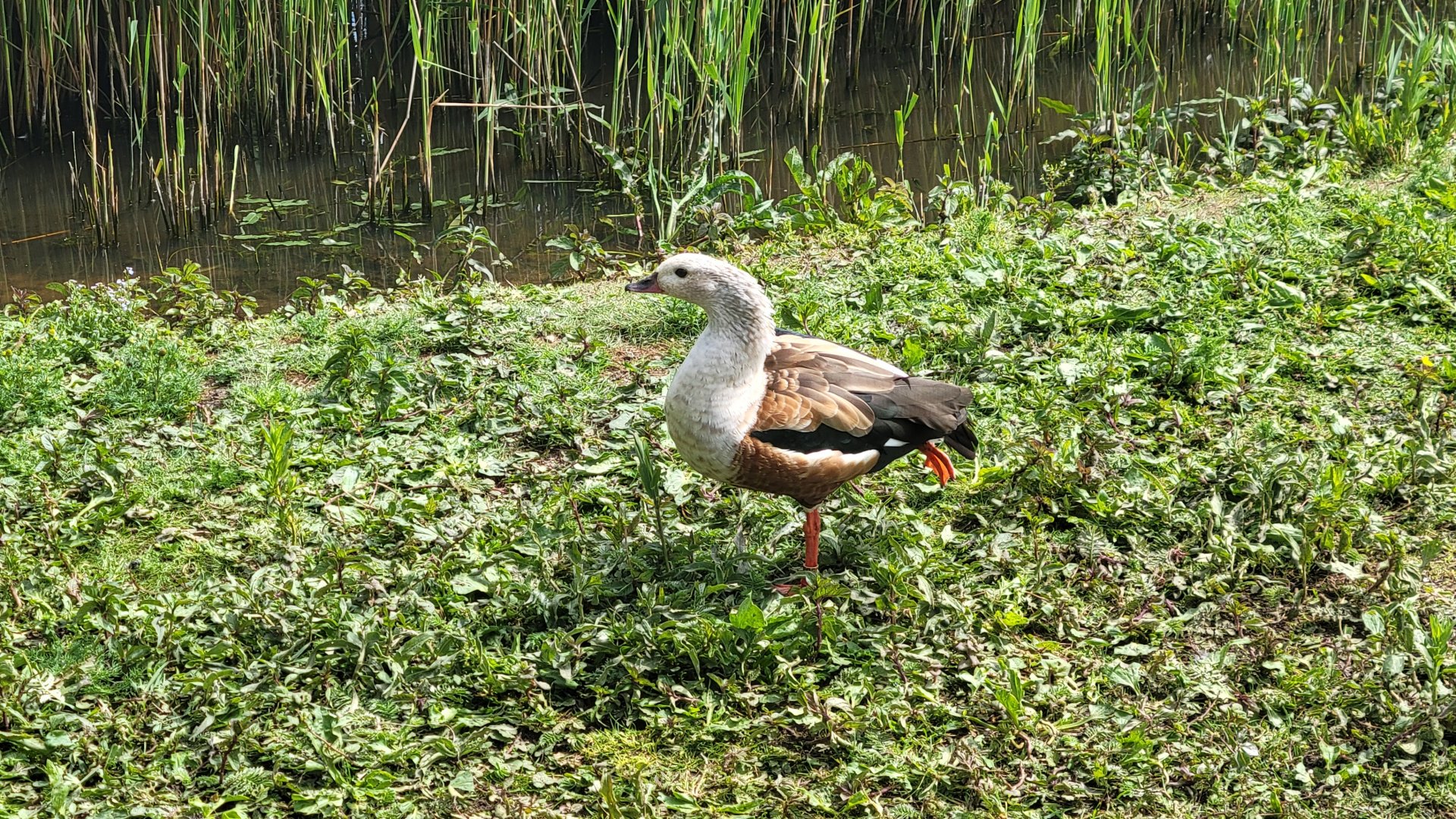Orinoco goose (Neochen jubata)