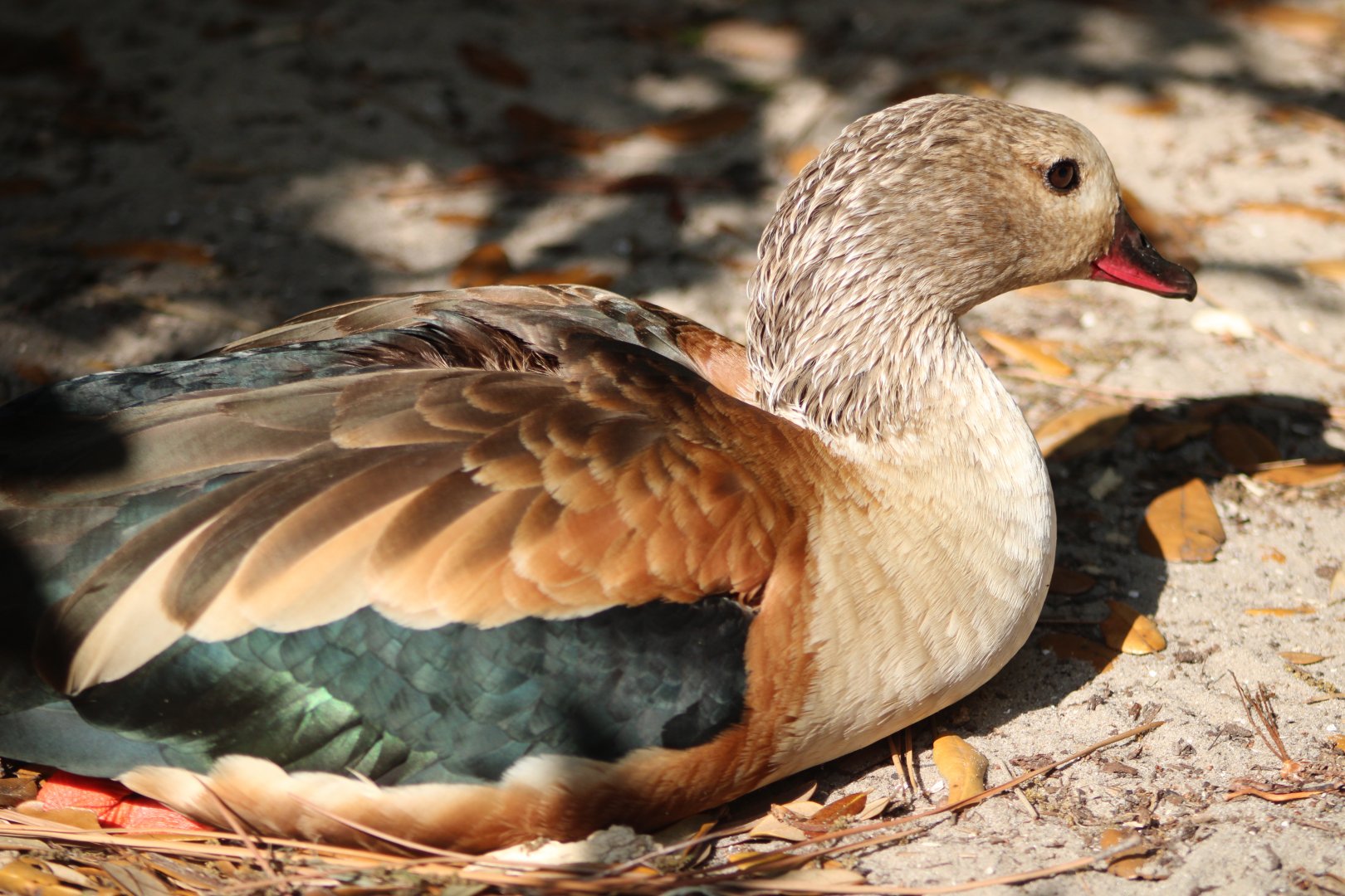 Orinoco Goose (Neochen jubata)