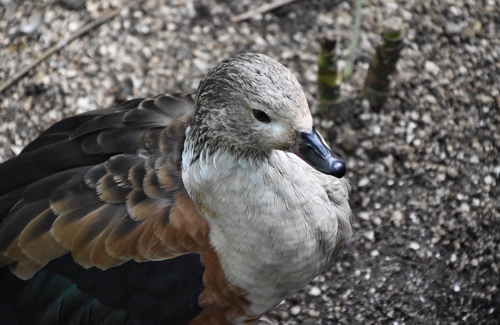 Orinoco Goose (Neochen jubata)