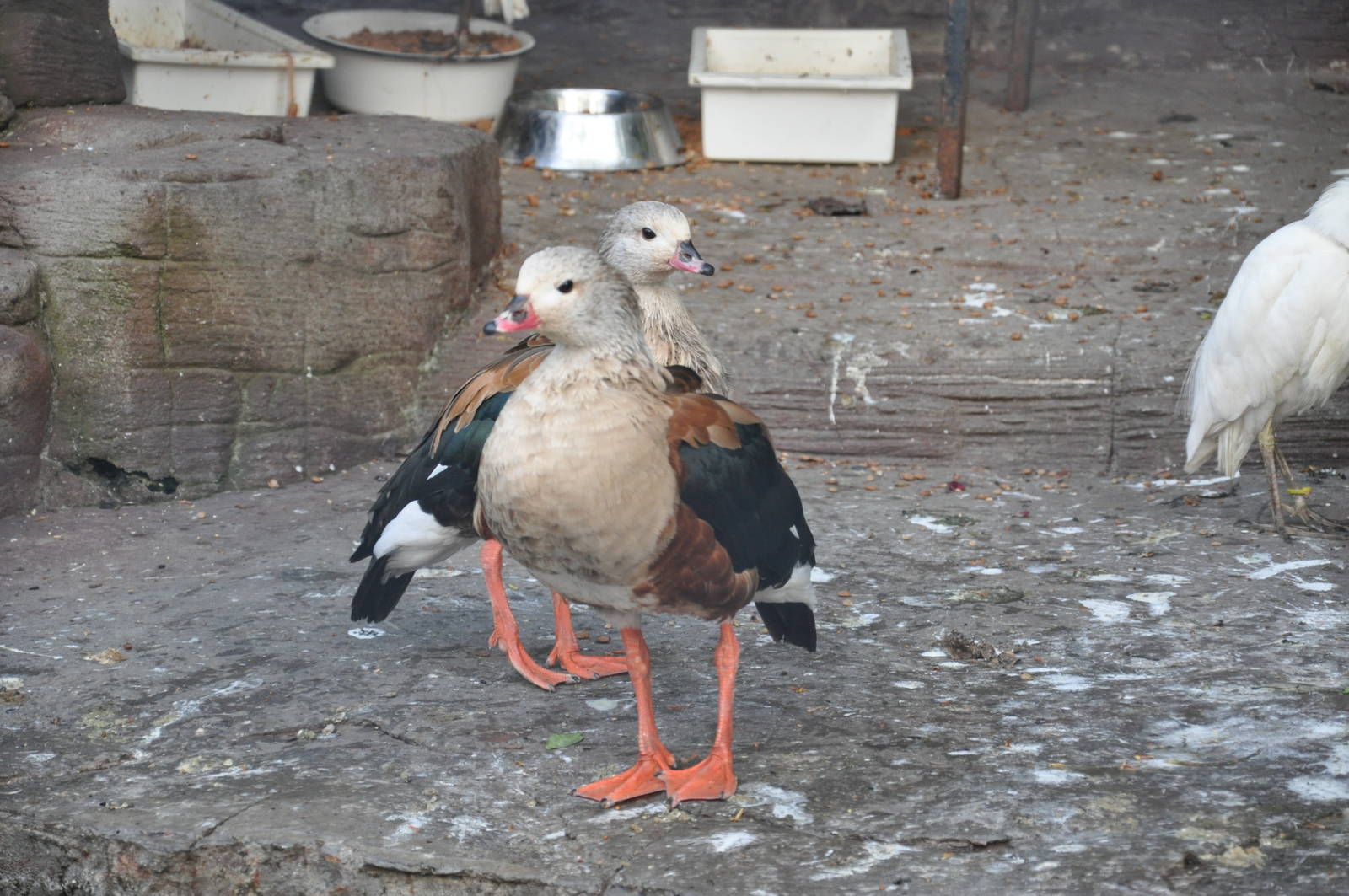 Orinoco goose/ Neochen jubatus