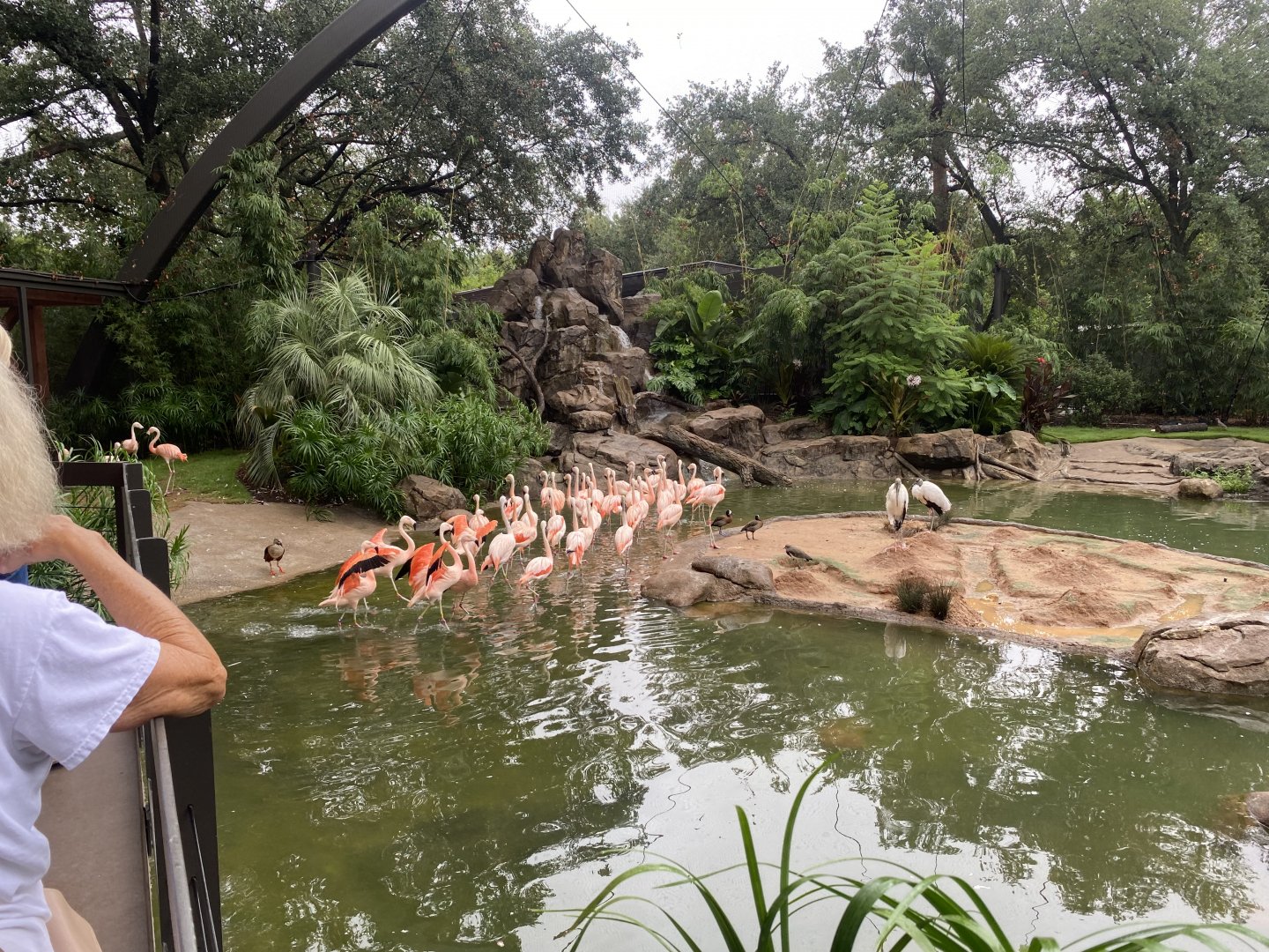 Orinoco Goose Scaring Away Flamingos