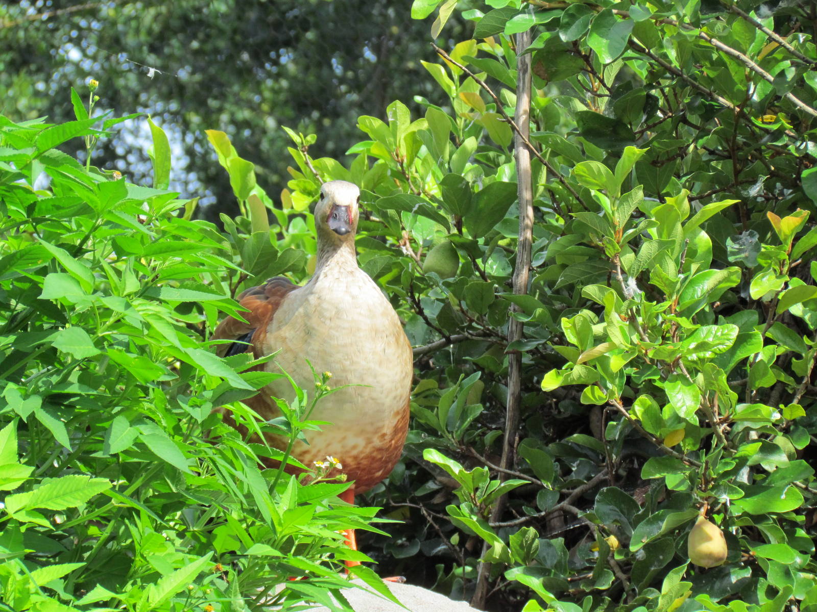 Orinoco Goose Up High