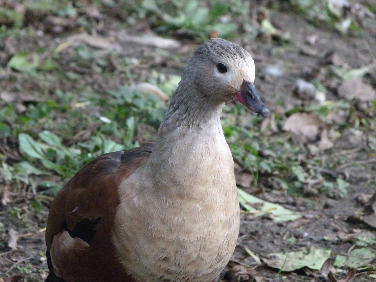 Orinoco goose -Zoo de Santillana del Mar (2024)
