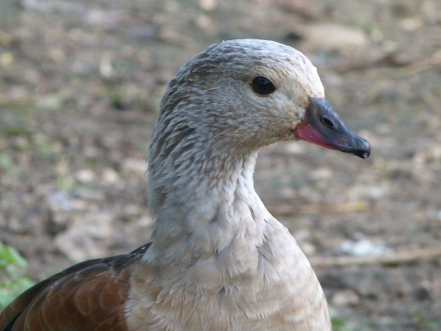 Orinoco goose -Zoo de Santillana del Mar (2024)