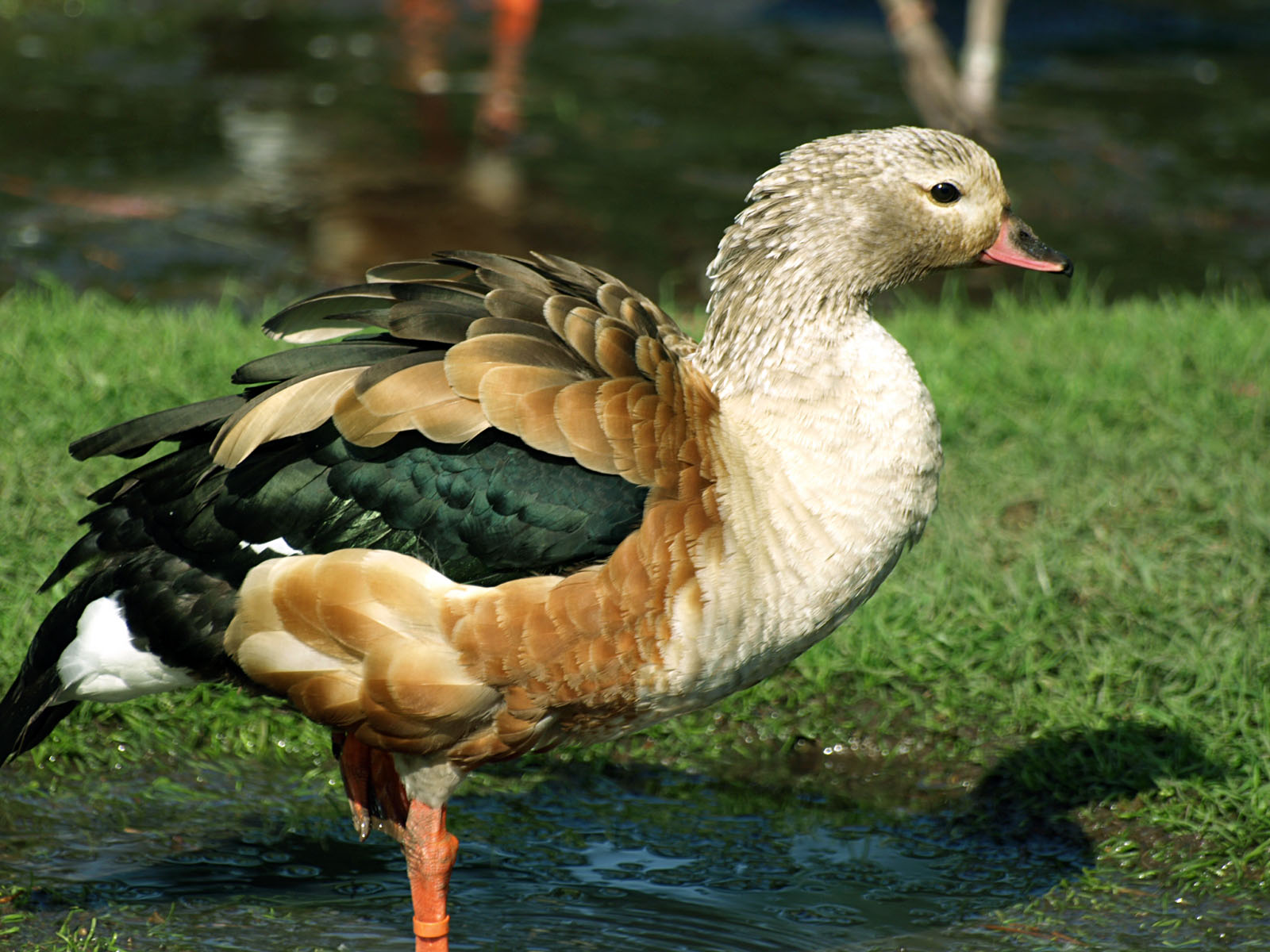 Orinoco Goose