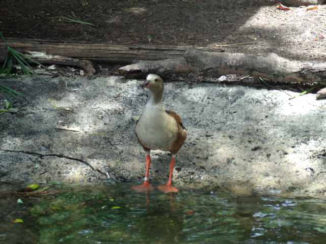 Orinoco Goose