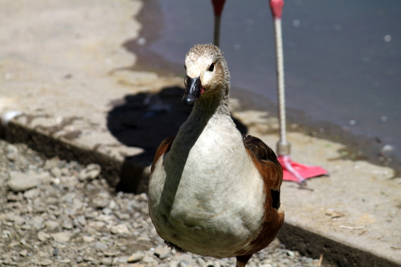 Orinoco Goose