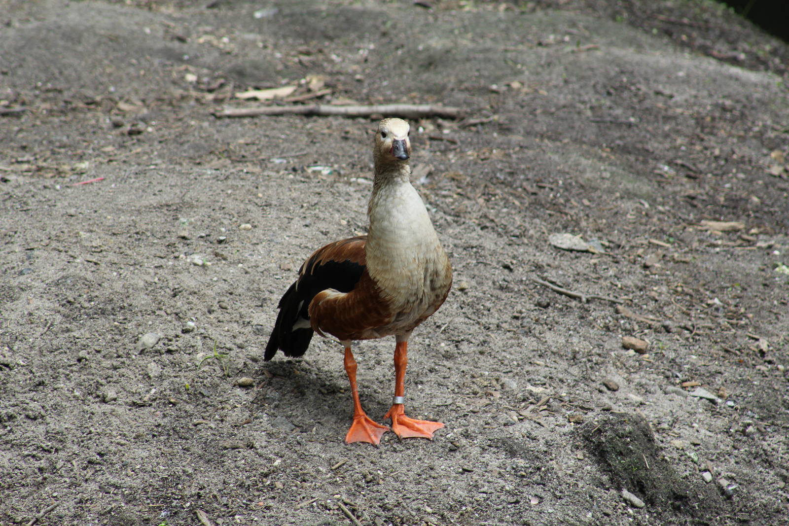 Orinoco Goose