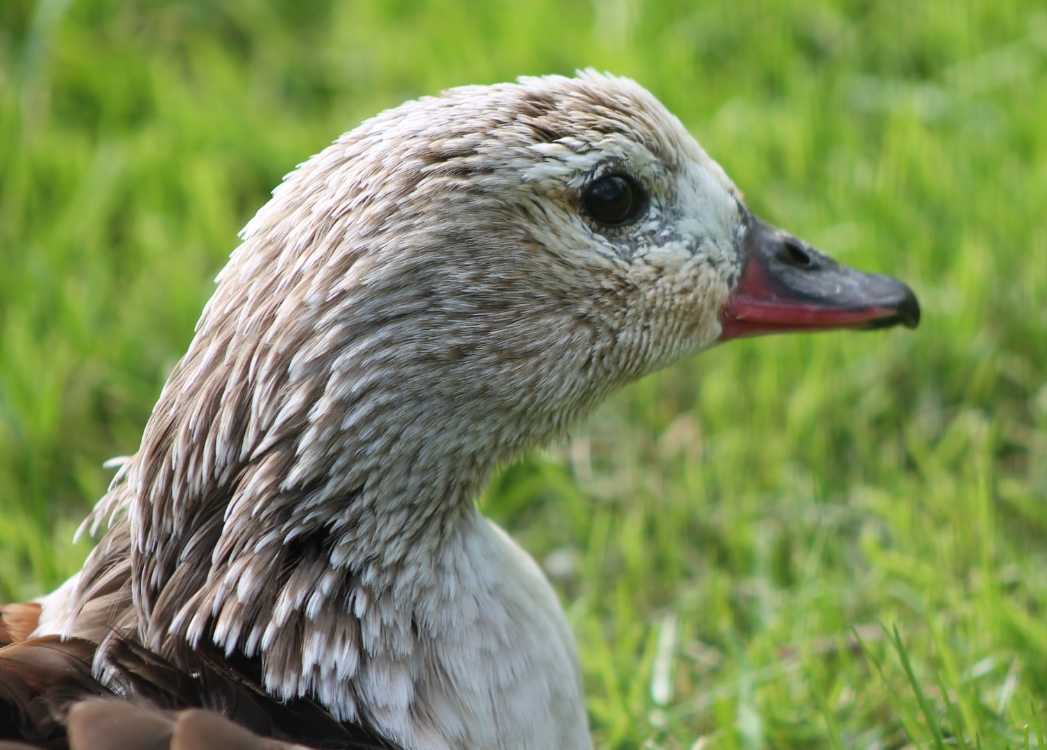 Orinoco goose