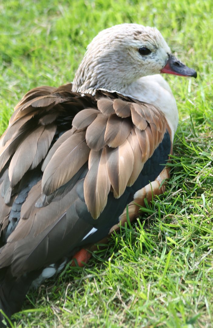 Orinoco goose
