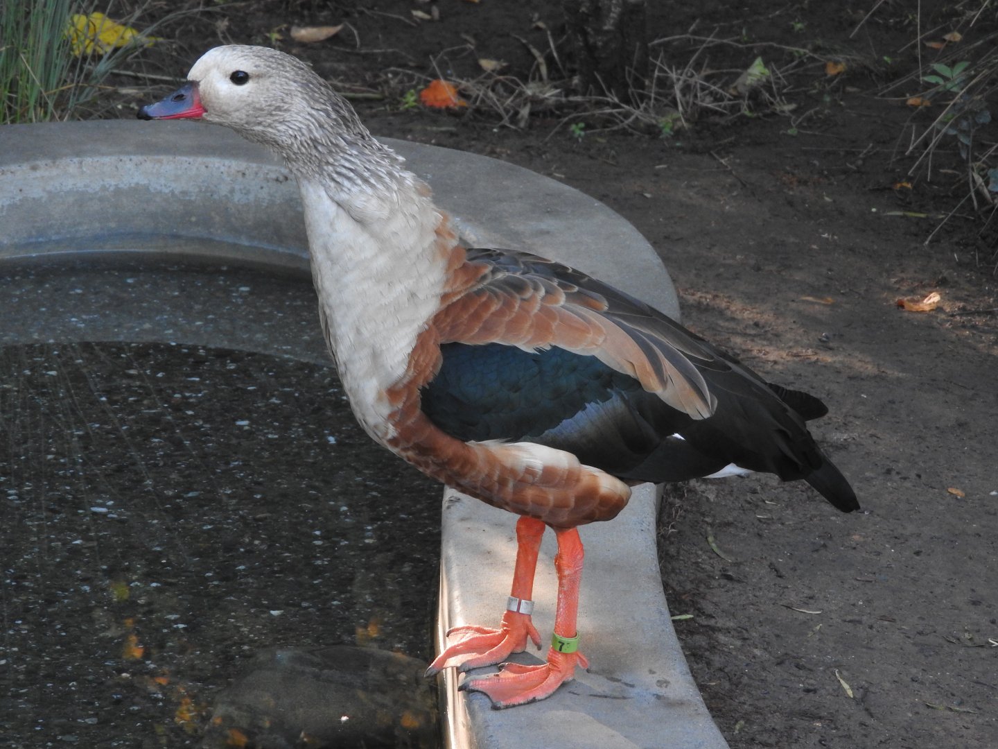 Orinoco Goose