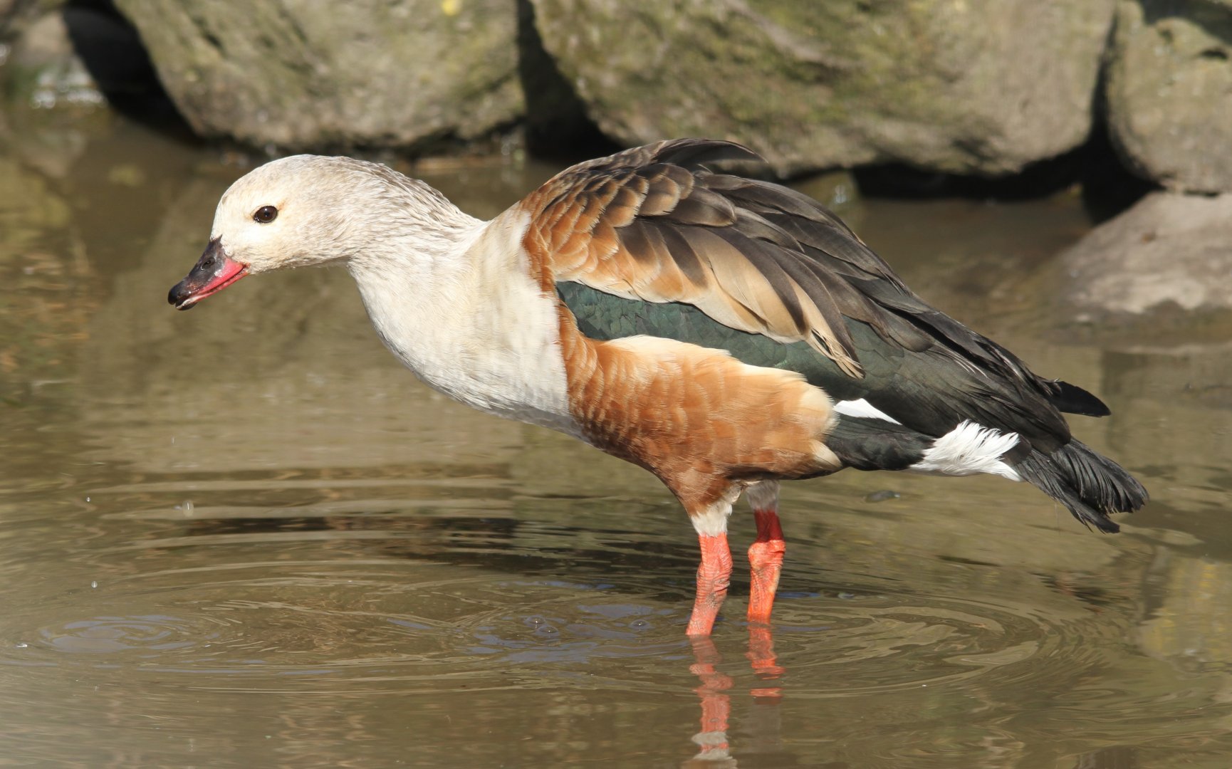 Orinoco Goose