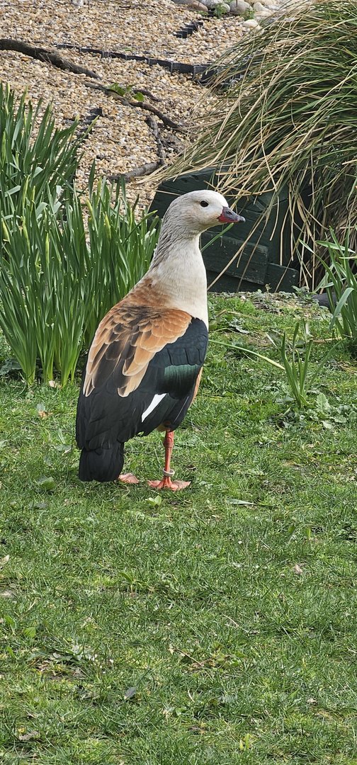 Orinoco Goose