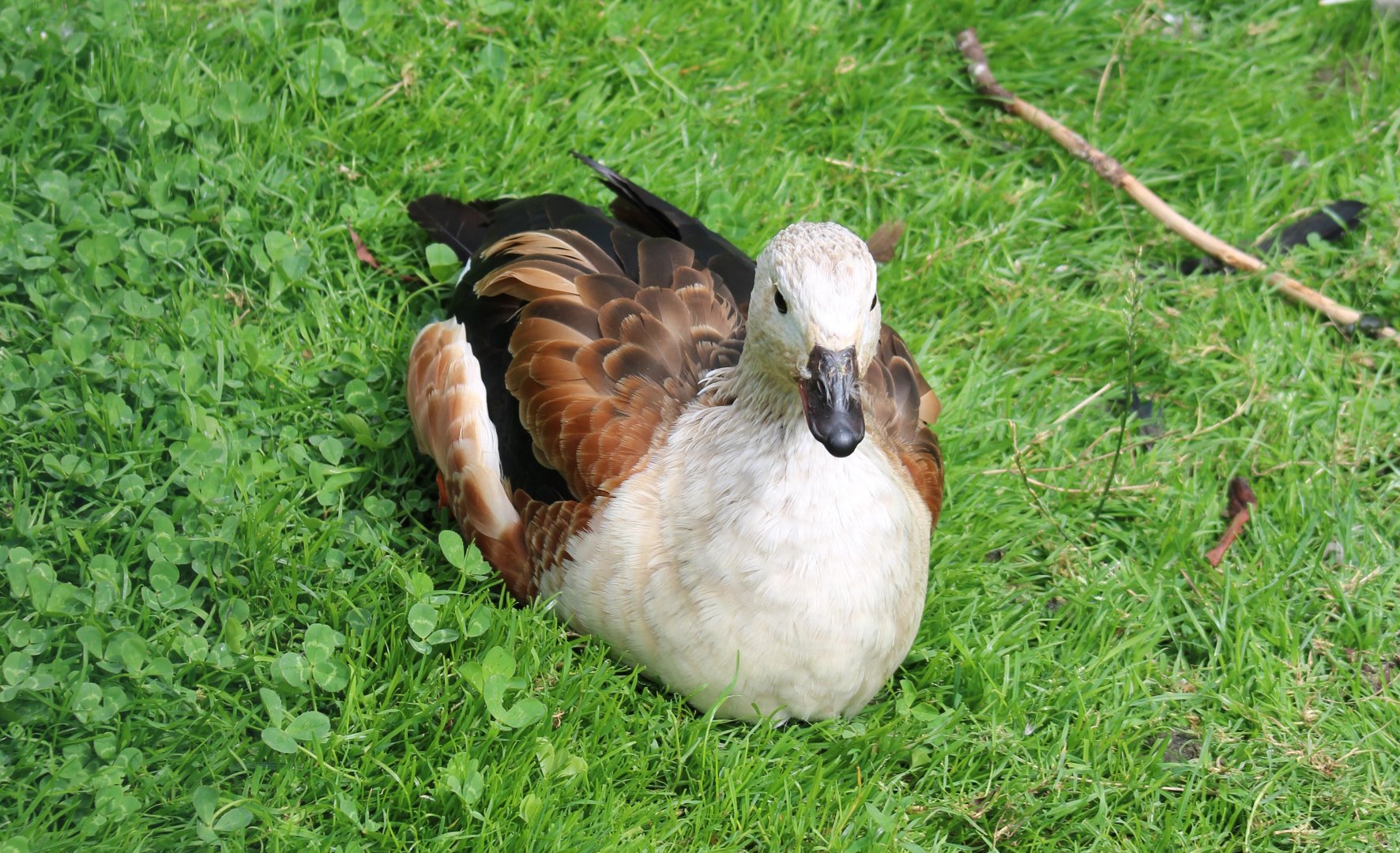 Orinoco goose