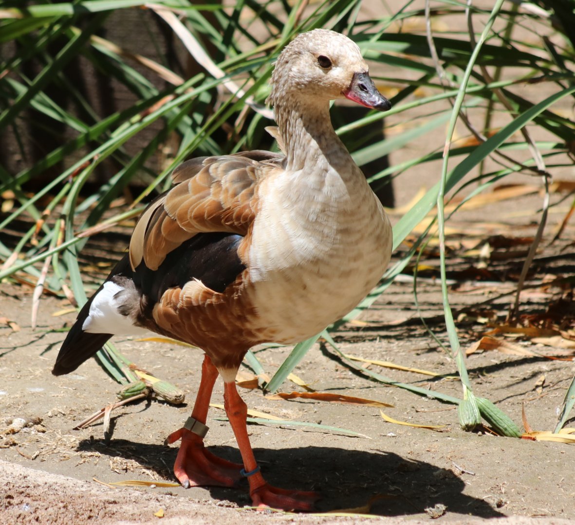 Orinoco Goose