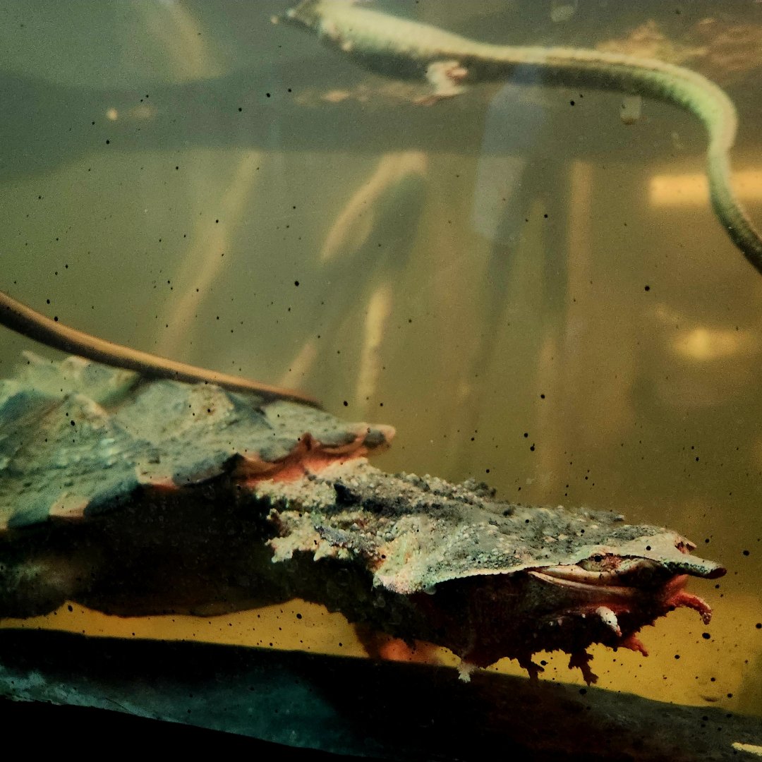 Orinoco Mata-Mata (Chelus orinocensis) and Crocodile Tegus (Crocodilurus amazonicus)