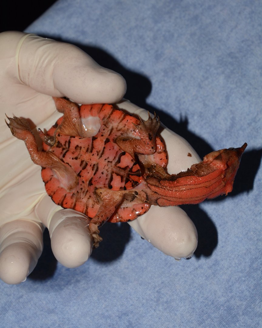 Orinoco mata-mata (Chelus orinocensis)