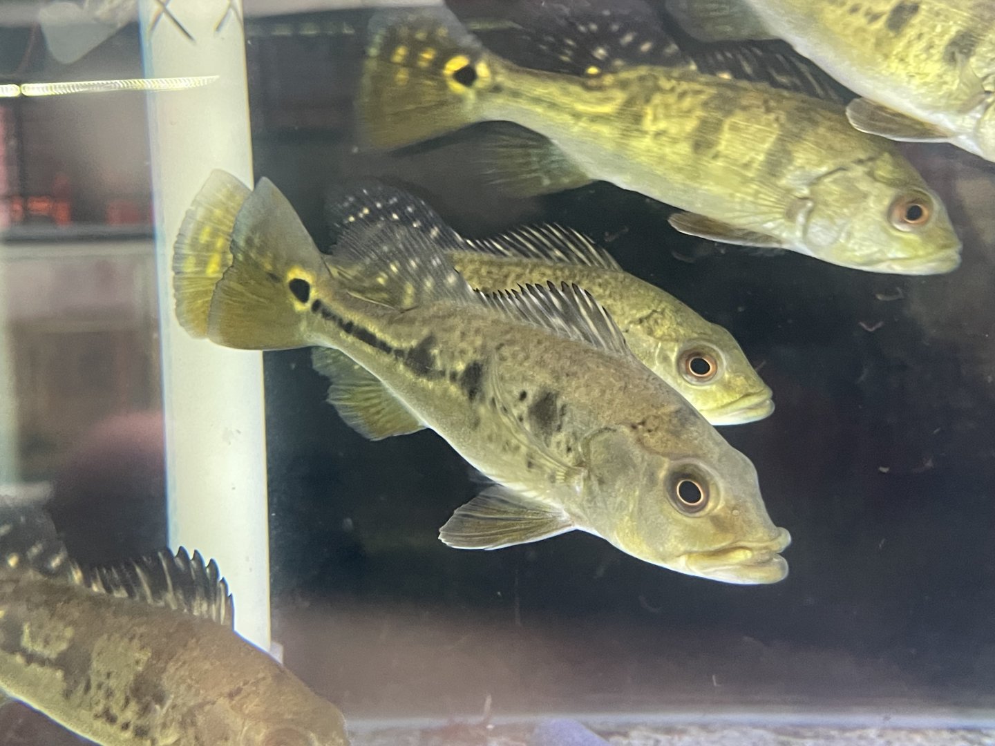 orinoco peacock bass (cichla cf. orinocensis)