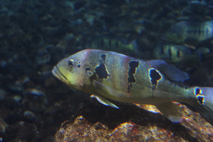Orinoco peacock bass (Cichla orinocensis) - BXSea