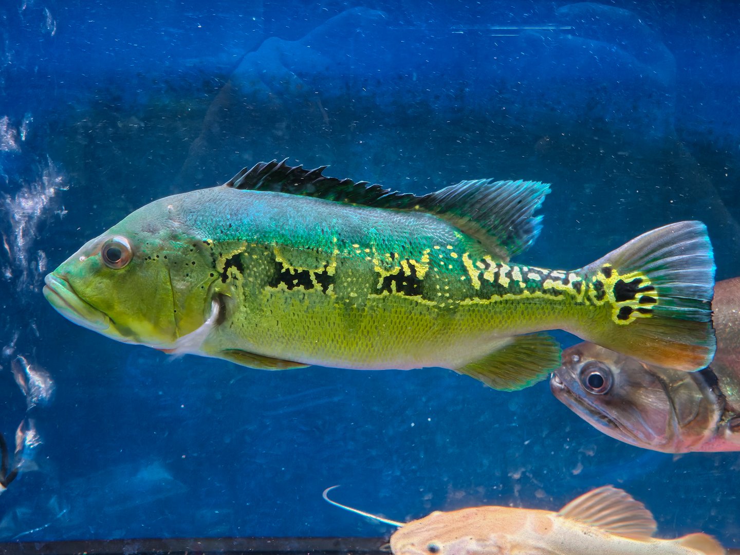 Orinoco Peacock Bass (Cichla orinocensis)