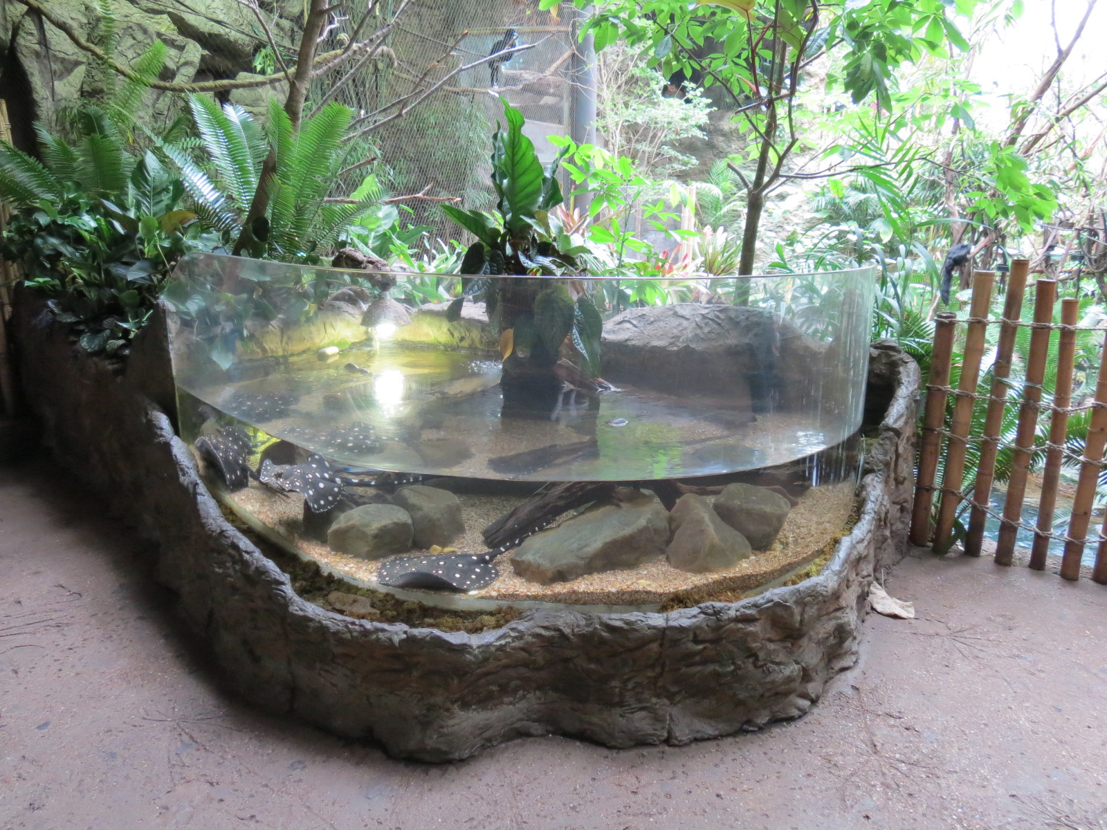 Orinoco Rainforest - Bigtooth River Stingray Exhibit