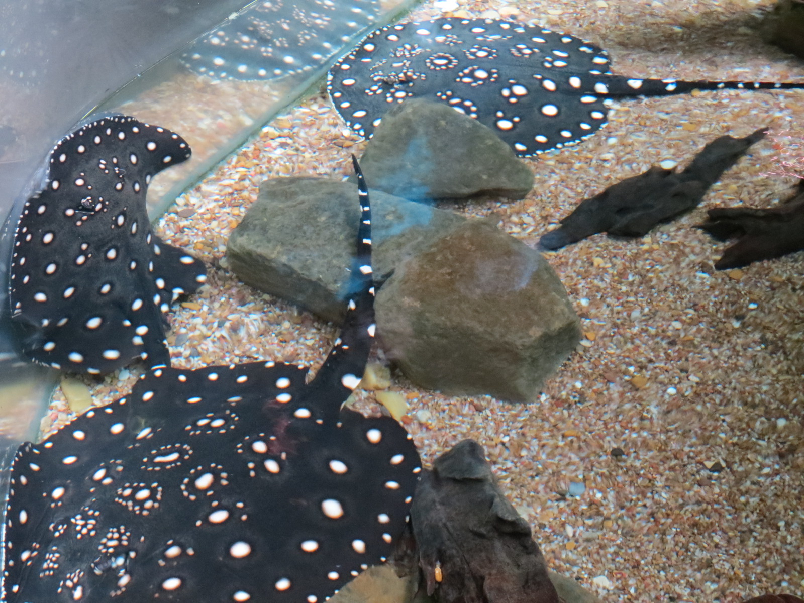 Orinoco Rainforest - Bigtooth River Stingray Exhibit