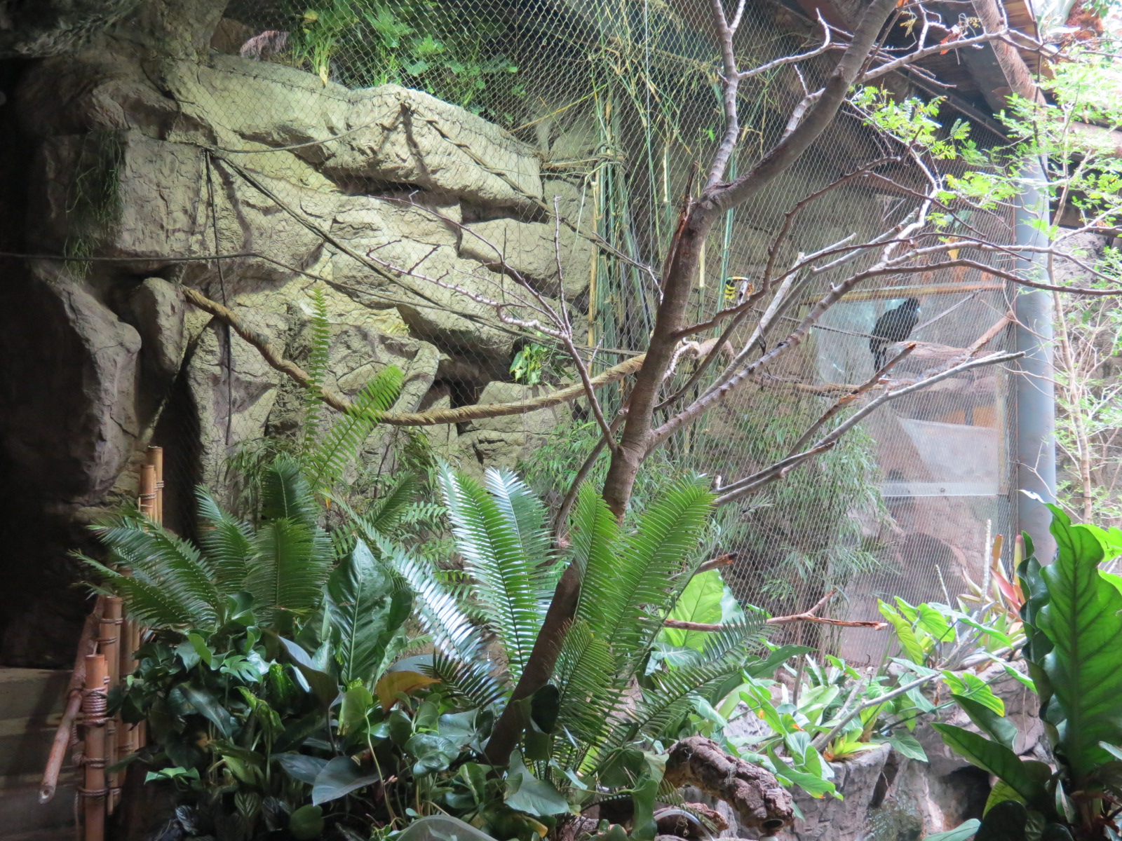 Orinoco Rainforest - Blue-billed Curassow and Many-banded Aracari Exhibit